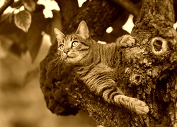 Sepia