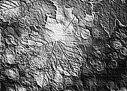 Skamielina