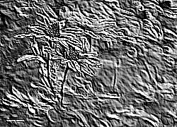 Skamielina