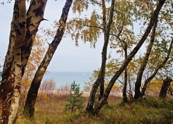 Oryginalny obrazek