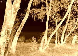 Sepia + Negatyw
