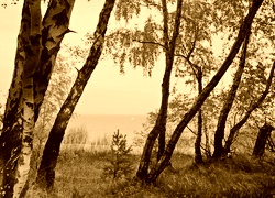 Sepia