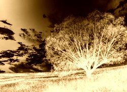 Sepia + Negatyw