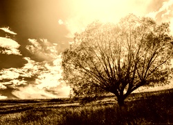 Sepia