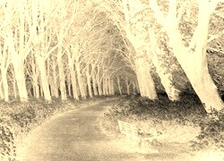 Sepia + Negatyw