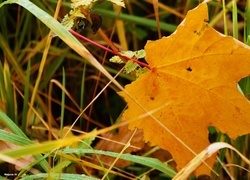 Oryginalny obrazek