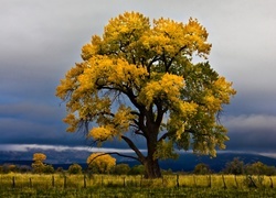 Oryginalny obrazek