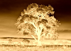 Sepia + Negatyw