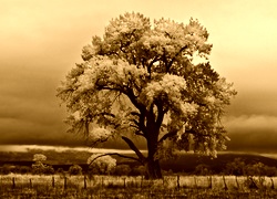 Sepia