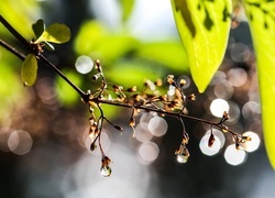 Oryginalny obrazek