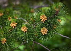 Oryginalny obrazek