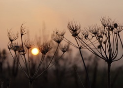 Oryginalny obrazek