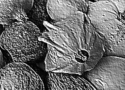 Skamielina