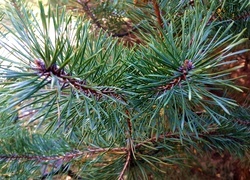 Oryginalny obrazek