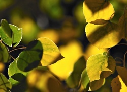 Oryginalny obrazek