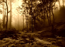 Sepia