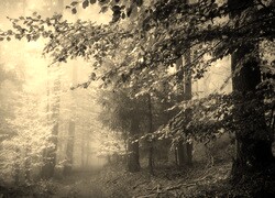 Szary + Sepia