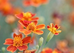 Oryginalny obrazek