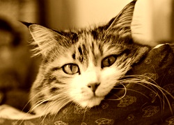 Sepia