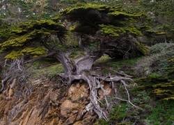 Oryginalny obrazek