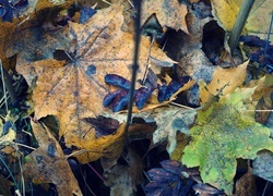 Oryginalny obrazek