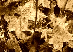Sepia