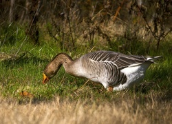 Oryginalny obrazek