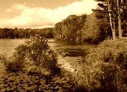 Sepia