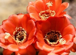 Oryginalny obrazek