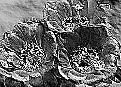 Skamielina
