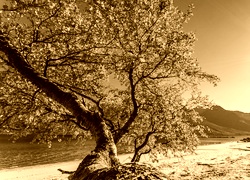 Sepia