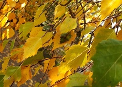 Oryginalny obrazek