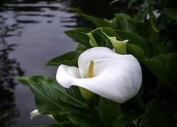 Oryginalny obrazek