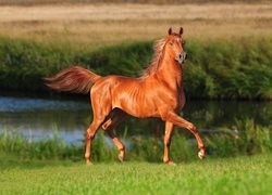 Oryginalny obrazek