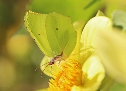 Oryginalny obrazek