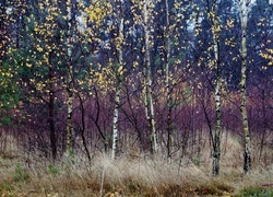 Oryginalny obrazek
