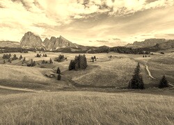 Szary + Sepia