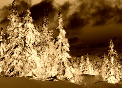 Sepia + Negatyw
