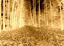 Sepia + Negatyw