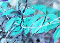 Negatyw