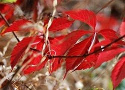 Oryginalny obrazek
