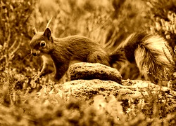 Sepia