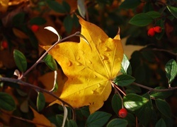 Oryginalny obrazek