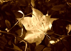 Sepia