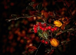 Oryginalny obrazek