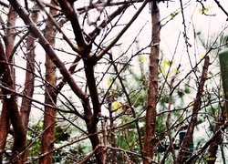 Oryginalny obrazek