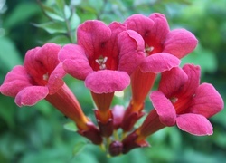Oryginalny obrazek