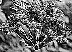 Skamielina
