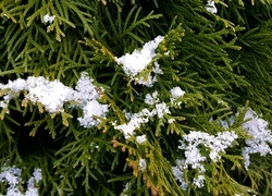 Oryginalny obrazek
