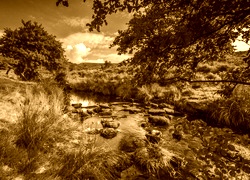 Sepia
